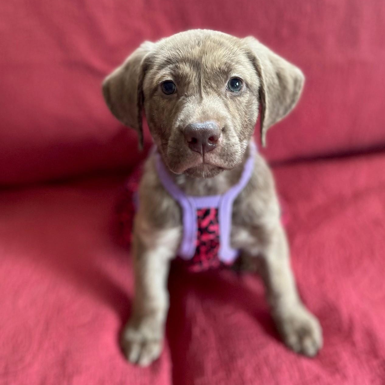 LADYBUG, Adopted, Puppy Female Labrador Retriever & Hound.