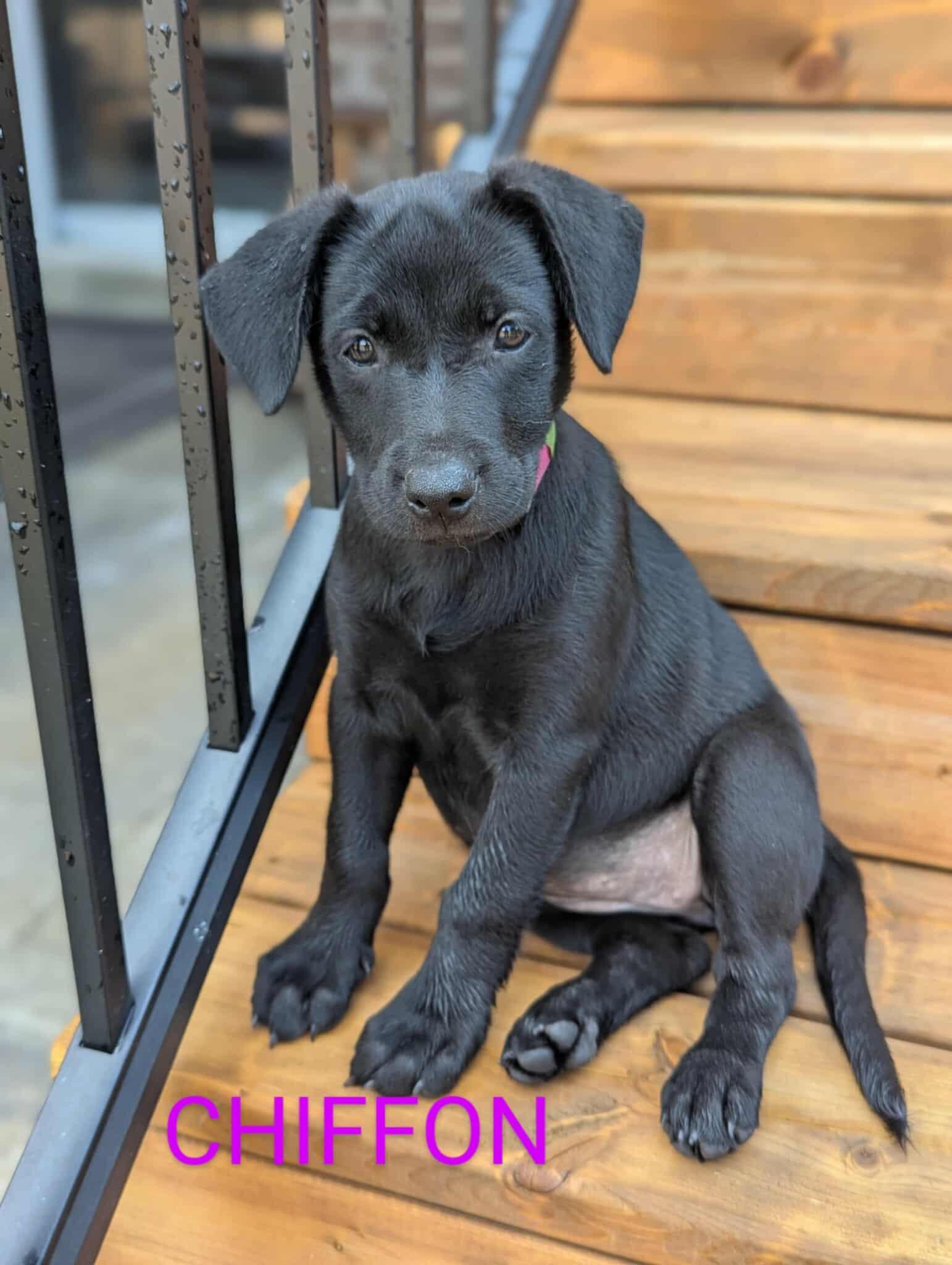Chiffon (20250611-07), an adoptable Labrador Retriever in Peterborough, ON, K9H 3R9 | Photo Image 1