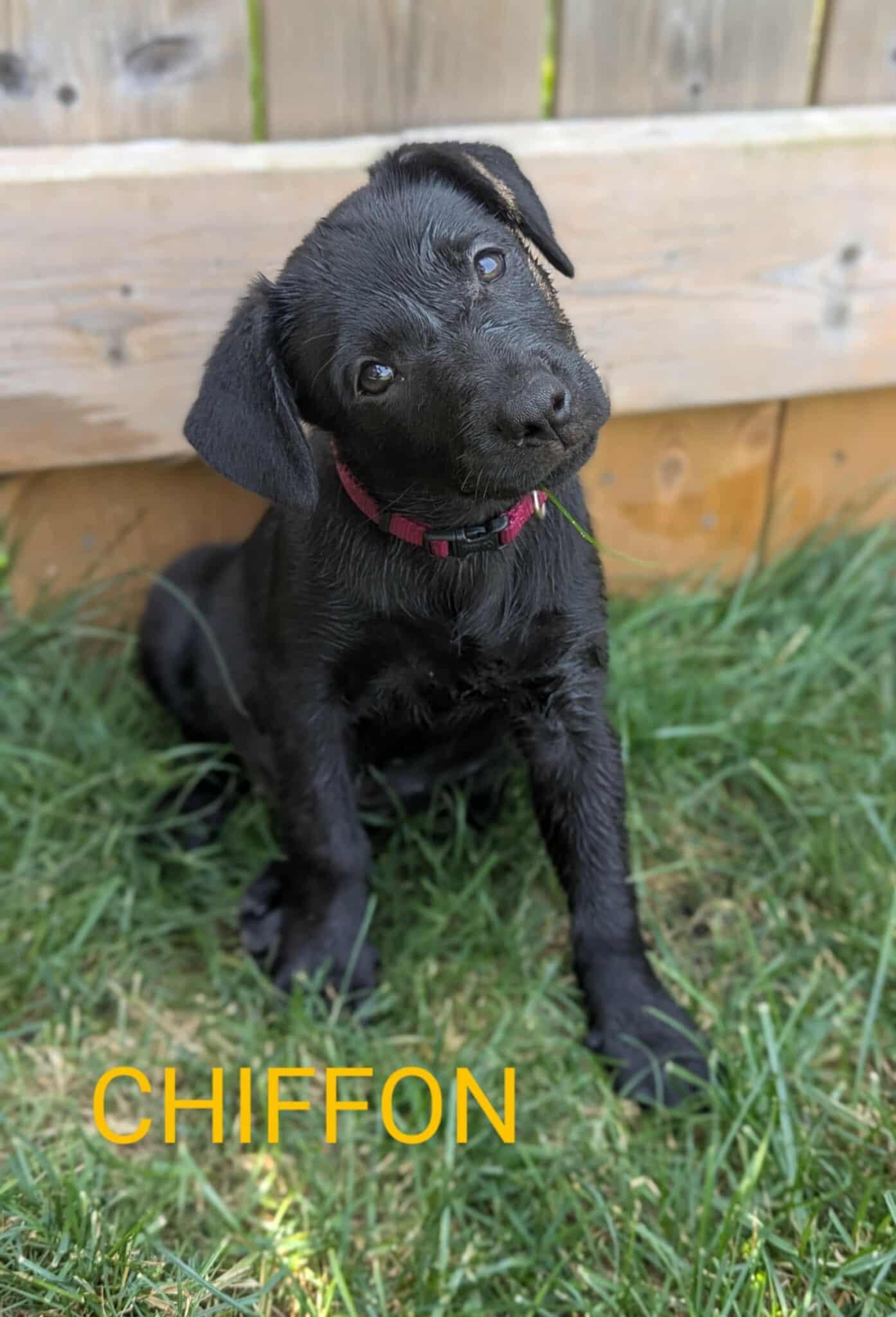 Chiffon (20250611-07), an adoptable Labrador Retriever in Peterborough, ON, K9H 3R9 | Photo Image 2