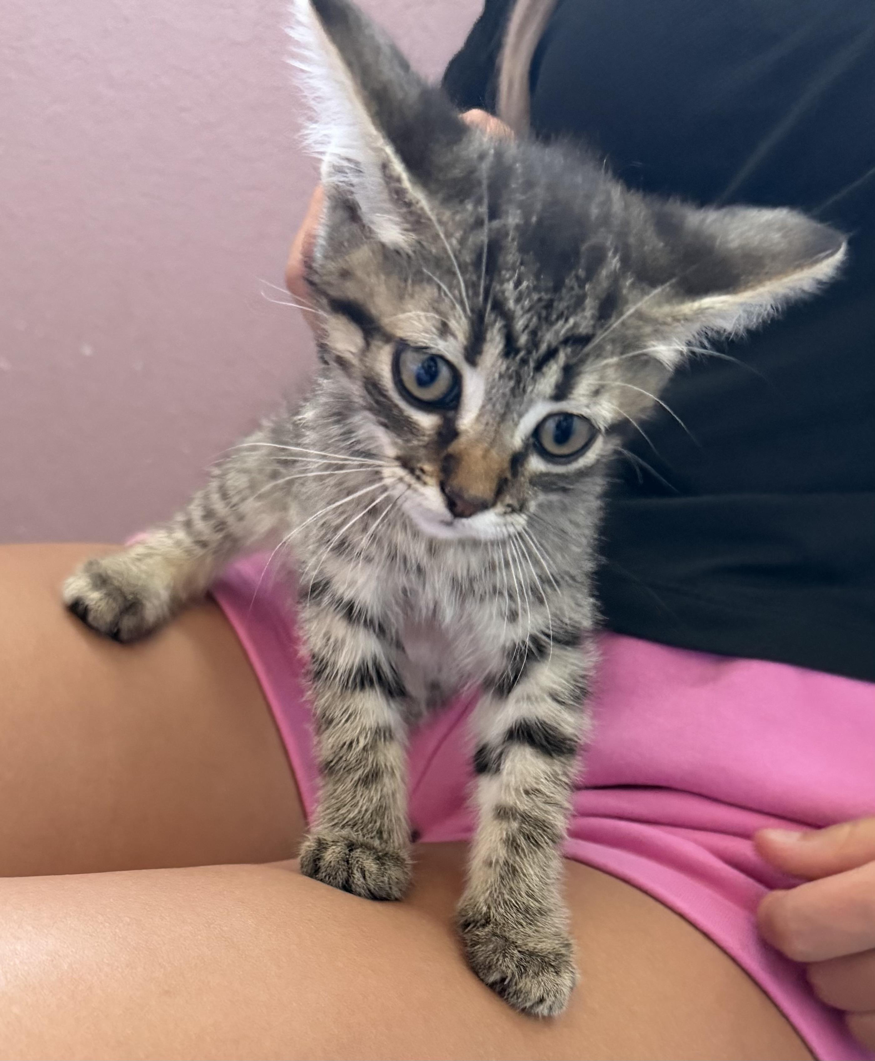 Rose, Adoptable, Kitten Female Domestic Short Hair.