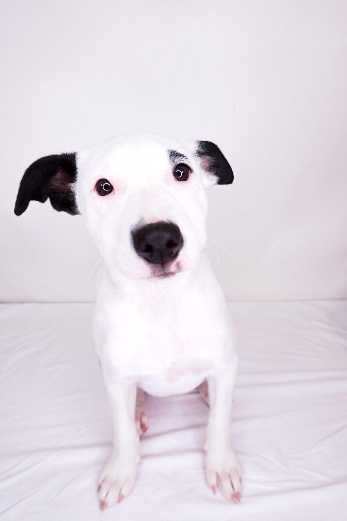 Prada, a Adoptable mixed breed in Bixby, OK image 3/5