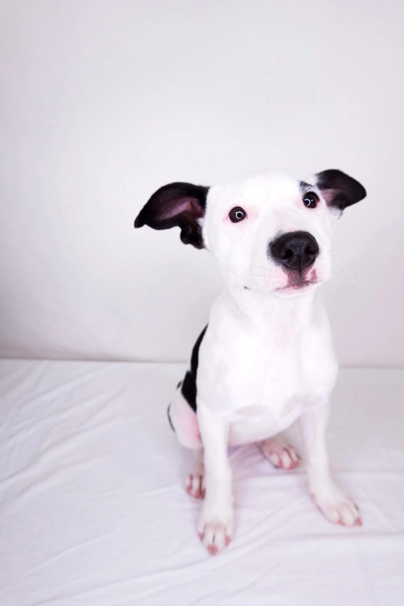 Prada, Adoptable, Puppy Female Pit Bull Terrier.