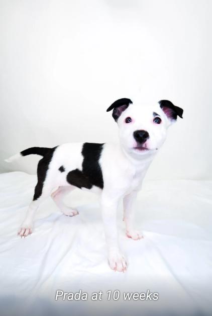 Prada, a Adoptable mixed breed in Bixby, OK image 5/5
