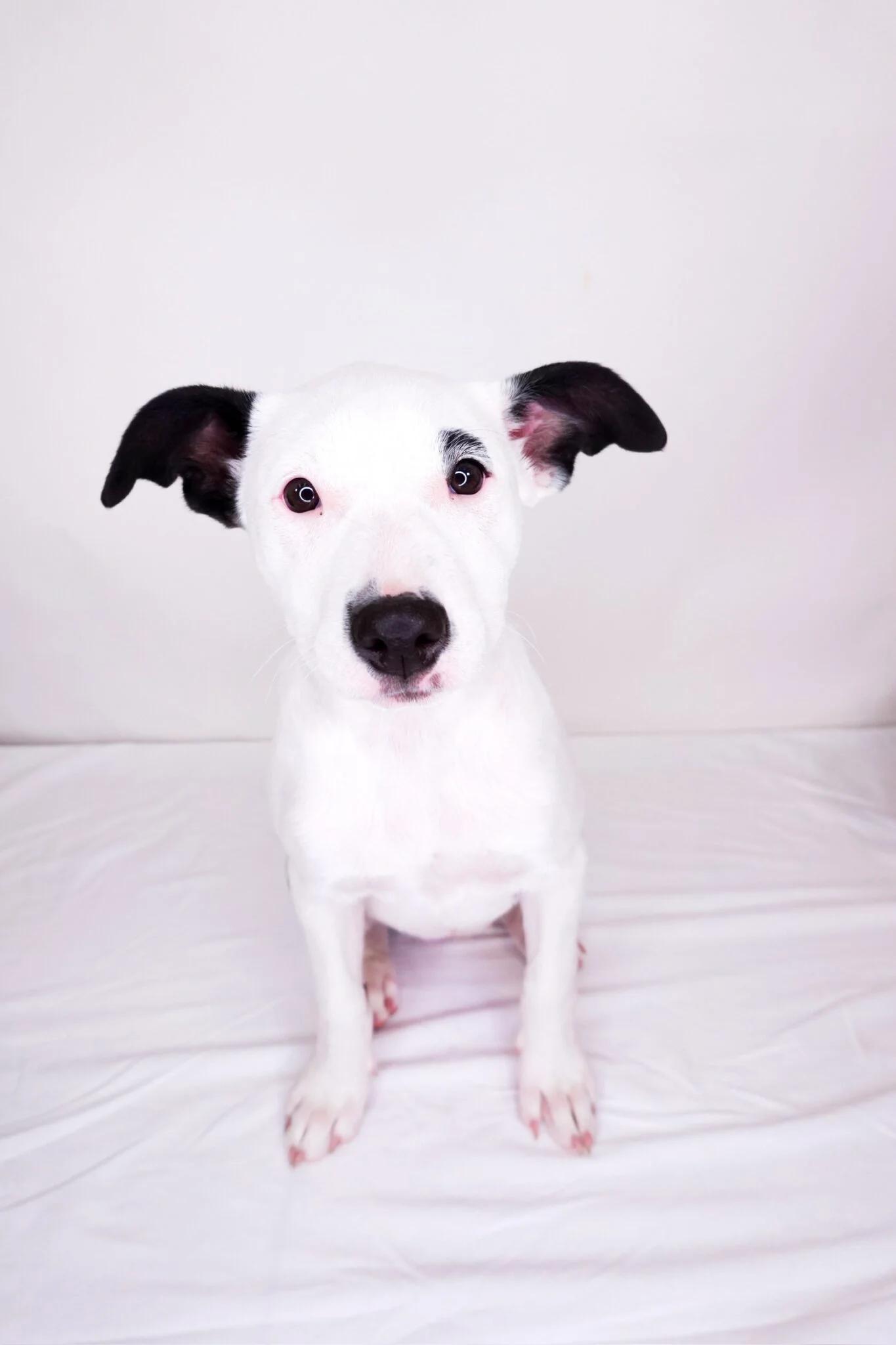 Prada, a Adoptable mixed breed in Bixby, OK image 2/5