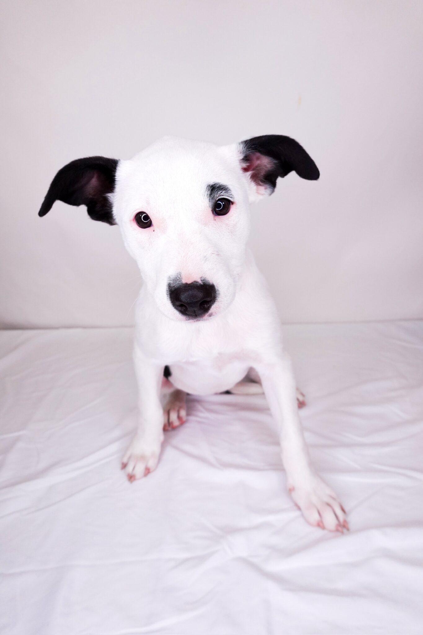 Prada, a Adoptable mixed breed in Bixby, OK image 4/5