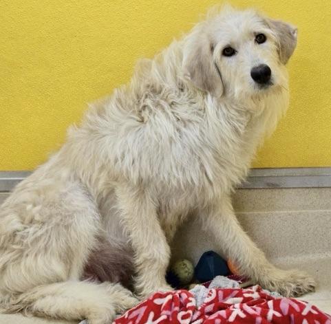 Honey, an adoptable Goldendoodle, Terrier in San Luis, CO, 81152 | Photo Image 3