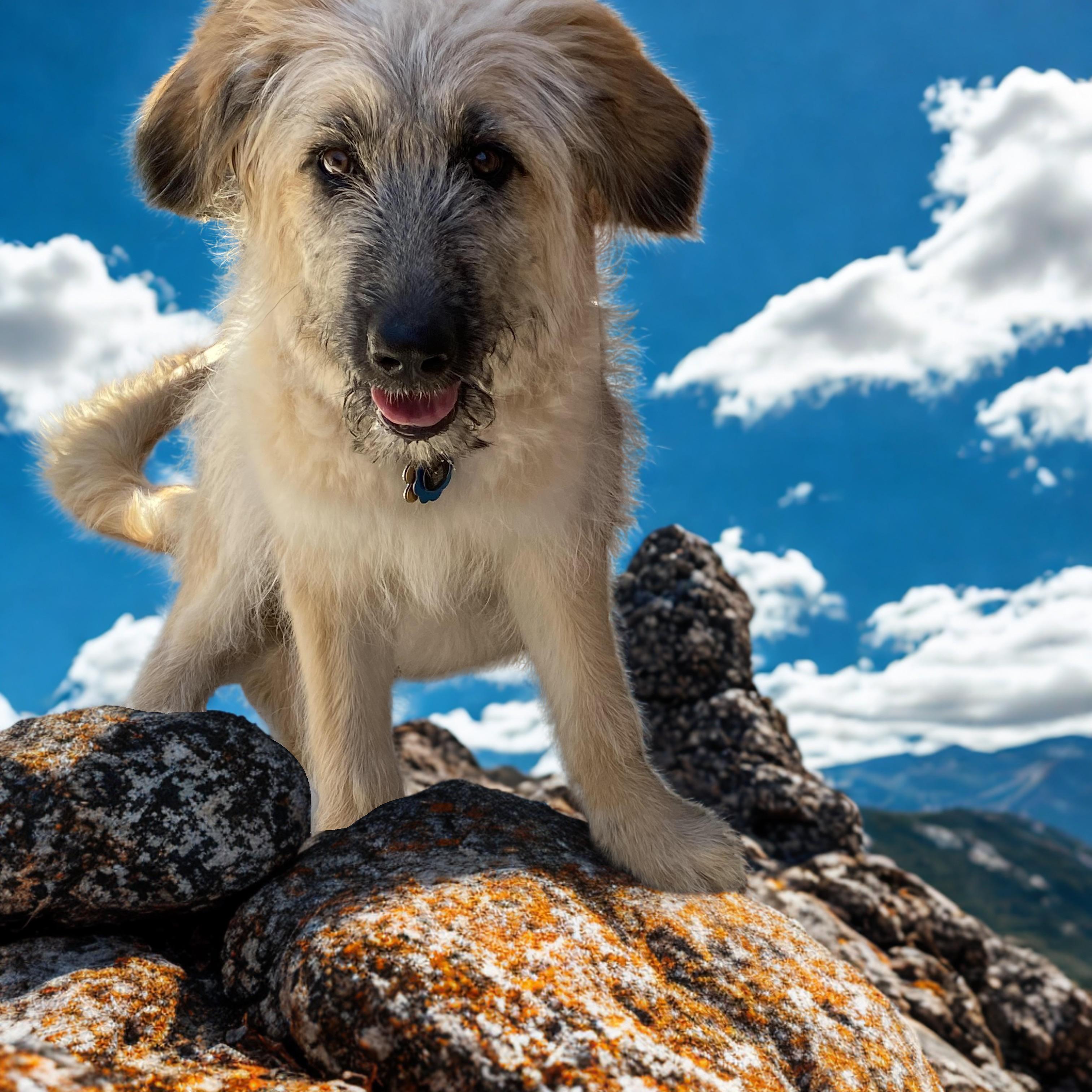 Honey, an adoptable Goldendoodle, Terrier in San Luis, CO, 81152 | Photo Image 1