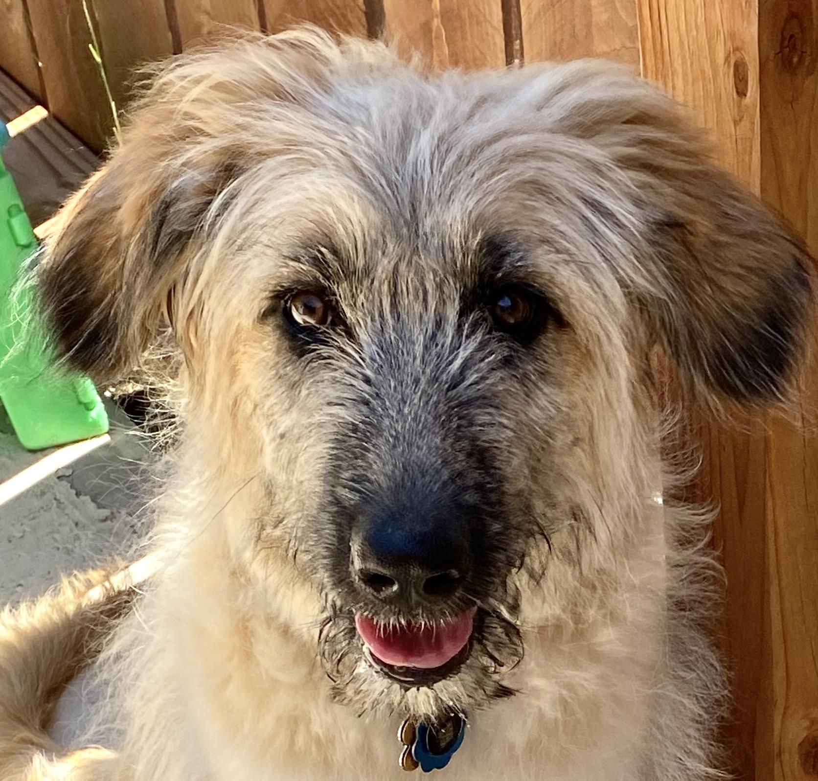 Honey, an adoptable Goldendoodle, Terrier in San Luis, CO, 81152 | Photo Image 2