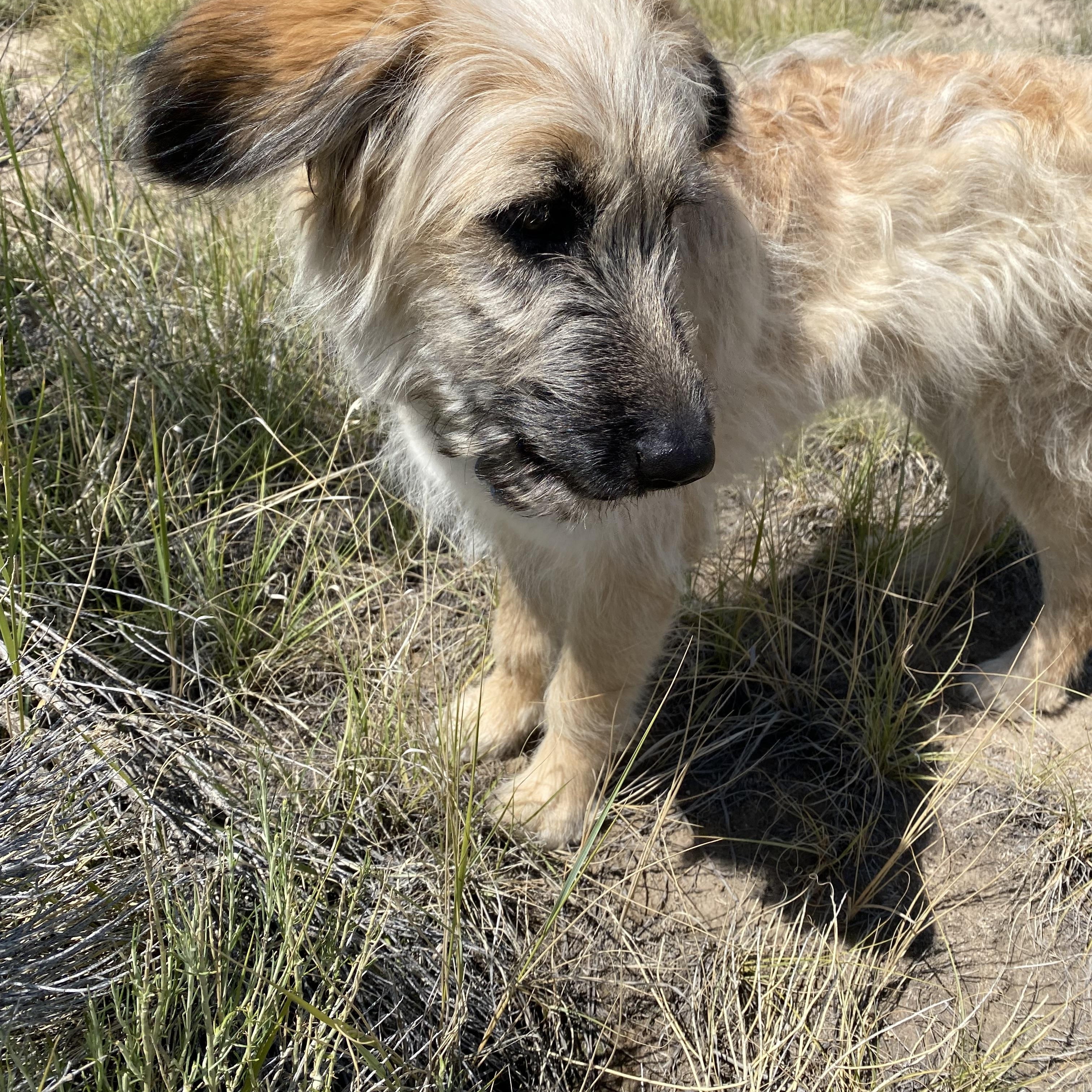 Honey, an adoptable Goldendoodle, Terrier in San Luis, CO, 81152 | Photo Image 6