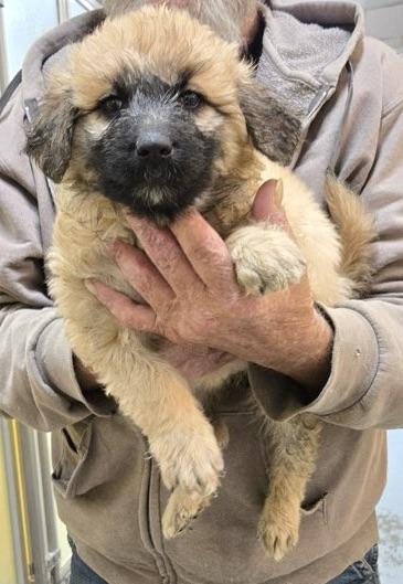 Honey, an adoptable Goldendoodle, Terrier in San Luis, CO, 81152 | Photo Image 2
