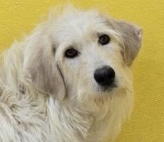 Honey, an adoptable Goldendoodle, Terrier in San Luis, CO, 81152 | Photo Image 4