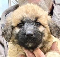 Honey, an adoptable Goldendoodle, Terrier in San Luis, CO, 81152 | Photo Image 1