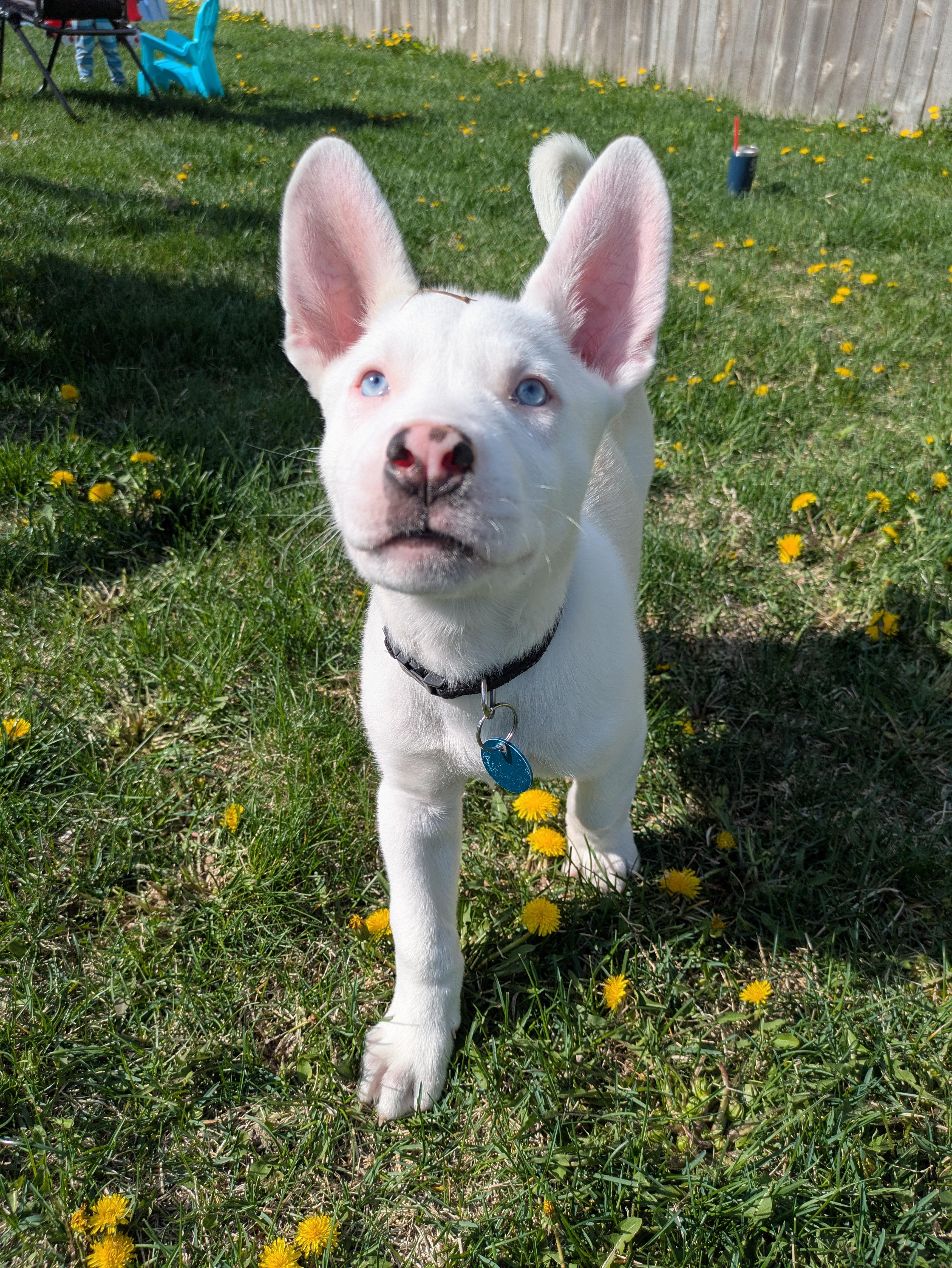 Bert photo 2