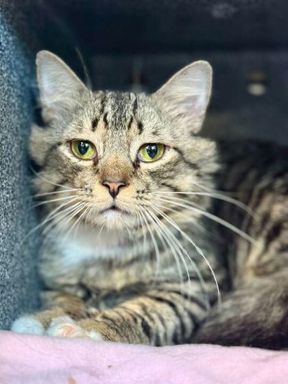 Meowtini, Adoptable, Adult Male Domestic Short Hair & Domestic Short Hair.