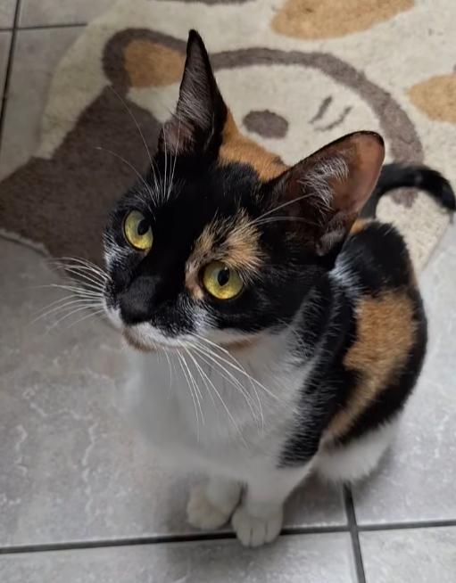 Checkers, a Adopted Calico in St. Clair, PA image 3/5