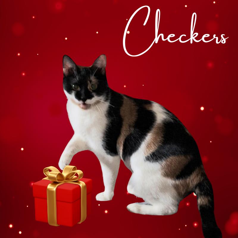Checkers, a Adopted Calico in St. Clair, PA image 1/5