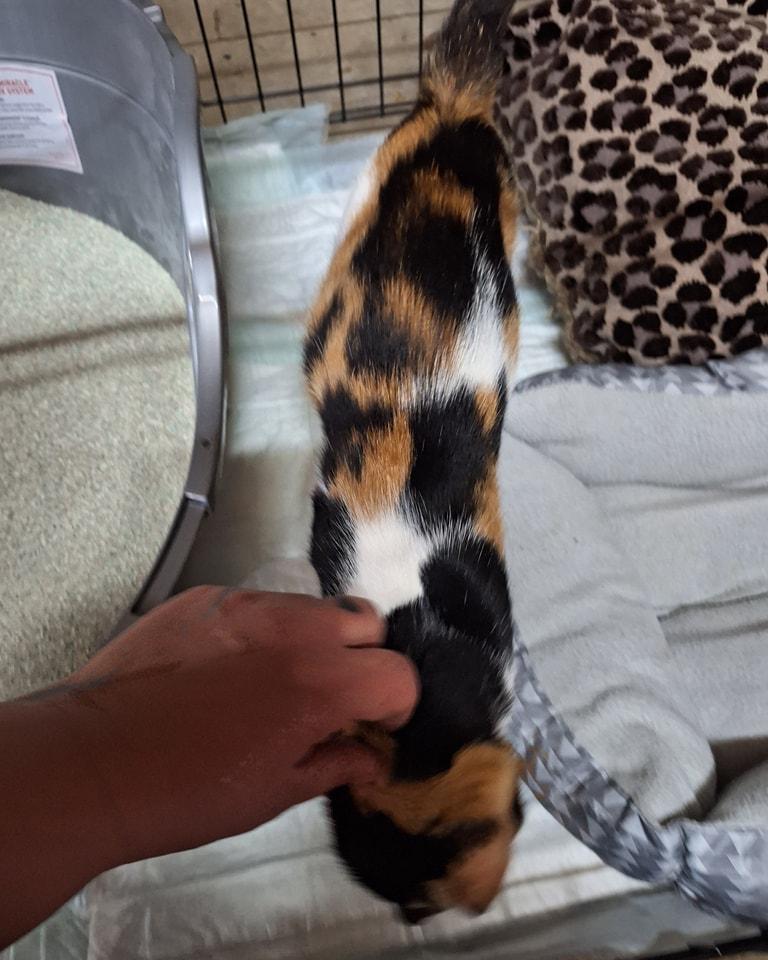 Checkers, a Adopted Calico in St. Clair, PA image 4/5