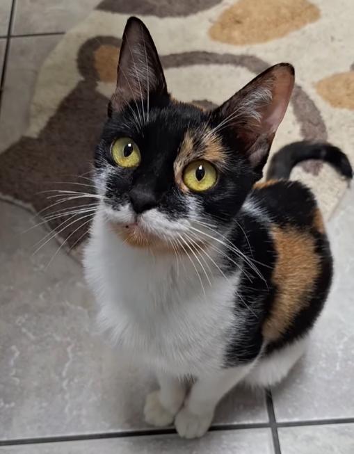 Checkers, a Adopted Calico in St. Clair, PA image 2/5