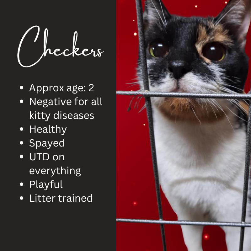 Checkers, a Adopted Calico in St. Clair, PA image 5/5