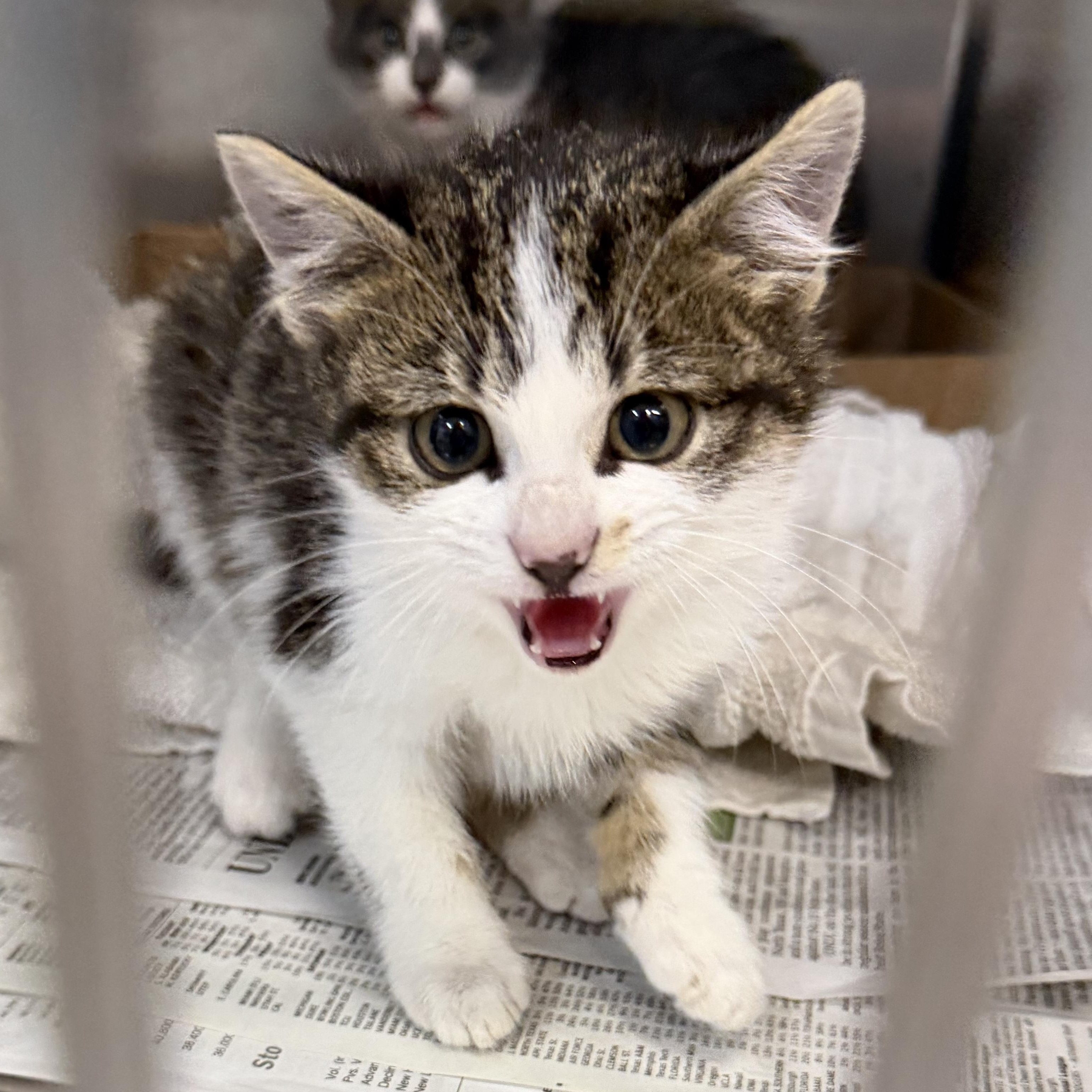Lowen , ADOPTABLE, Kitten Female Domestic Short Hair.