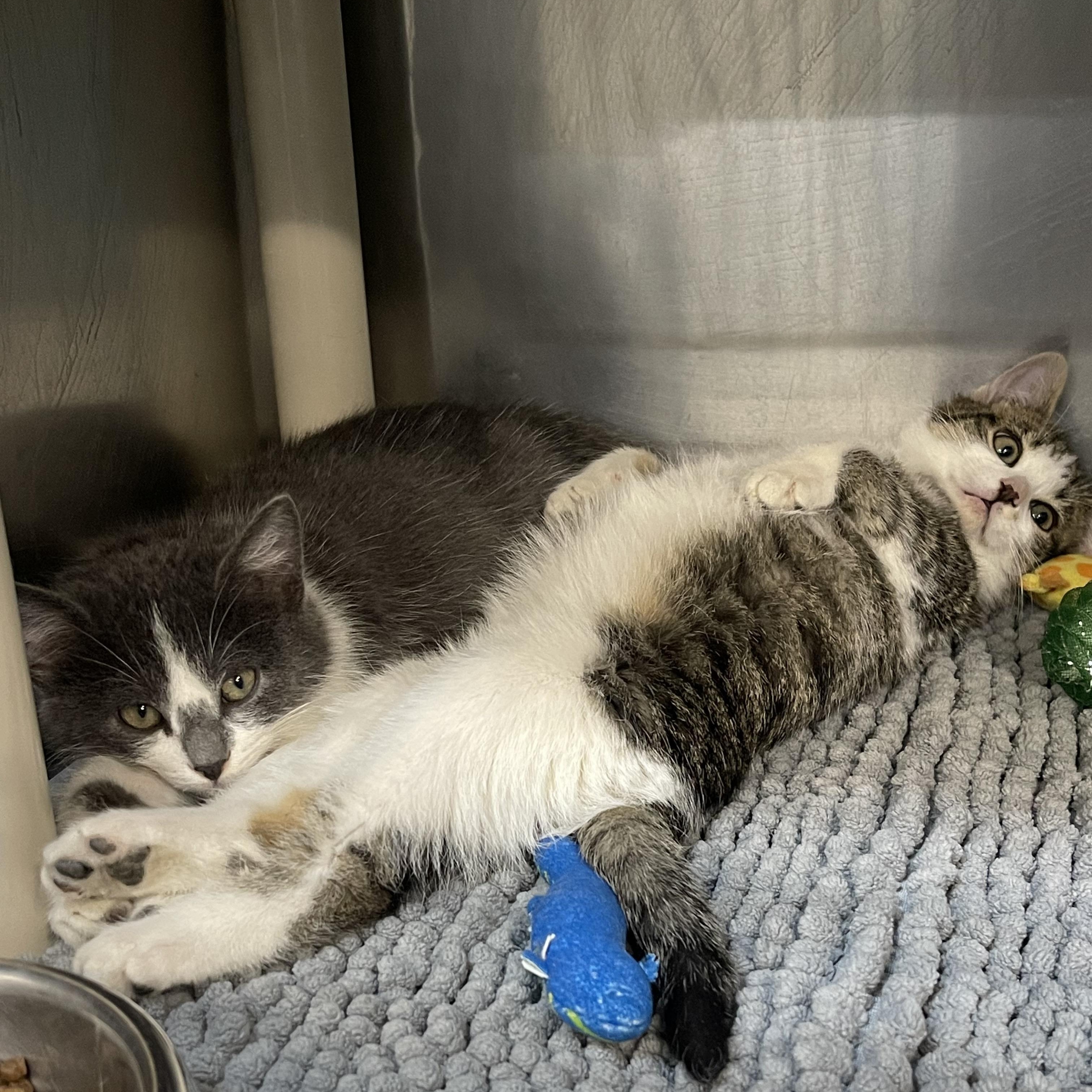 Enlarge Lowen , an adopted Domestic Short Hair in Saint Charles, MO image 2/2