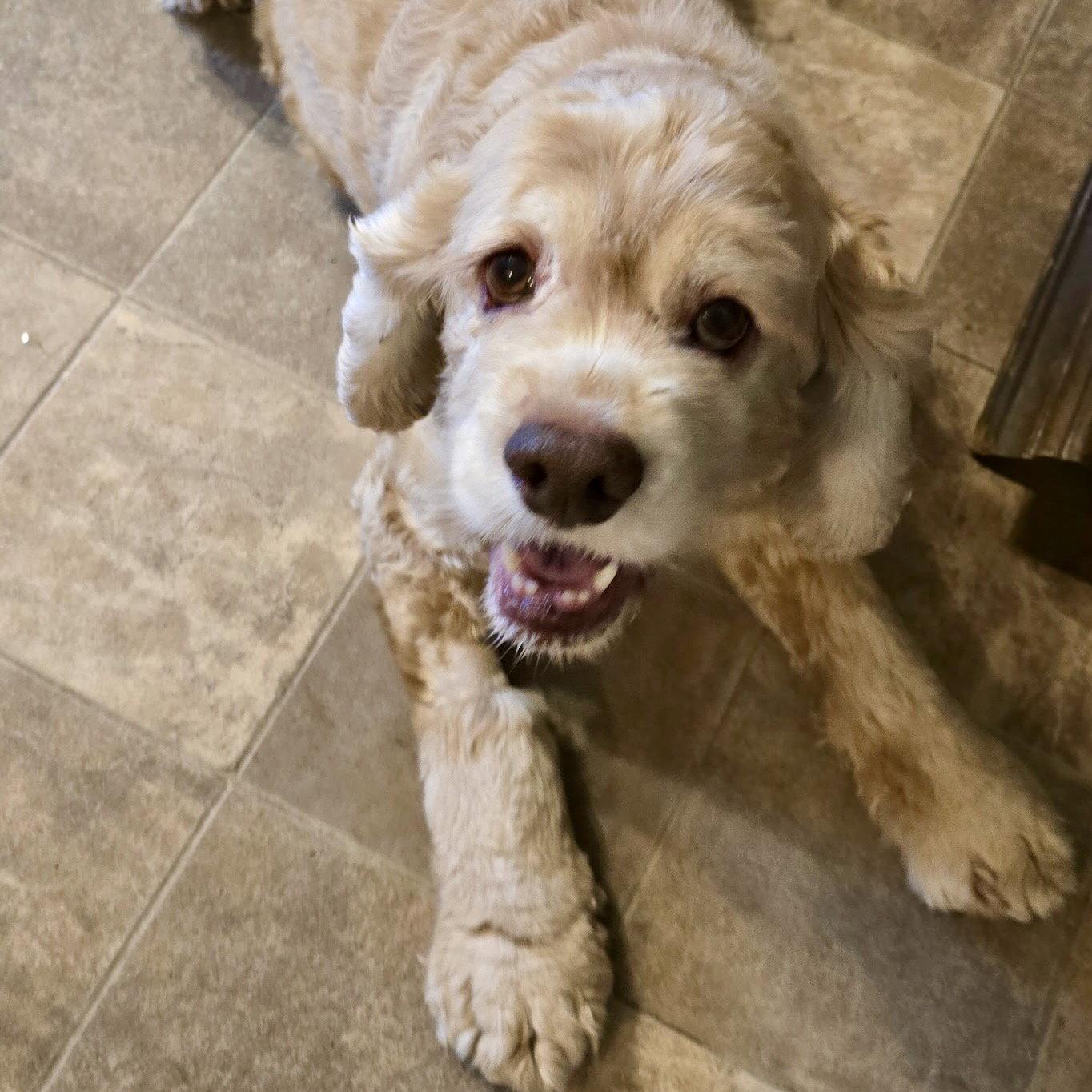 Joe Cocker, Adoptable, Senior Male Cocker Spaniel.