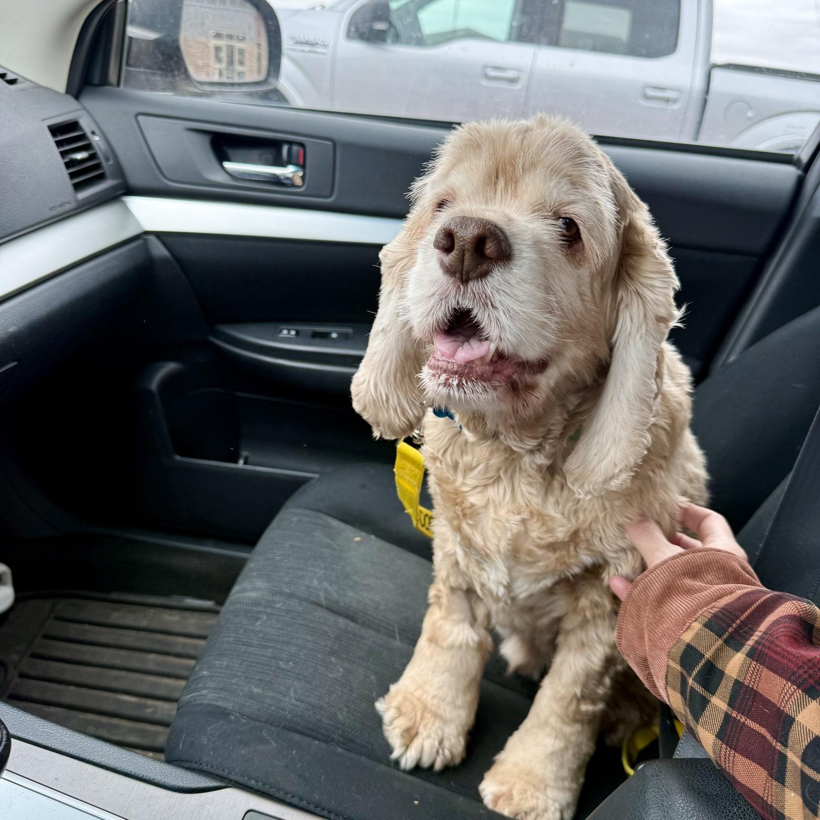 Joe Cocker, a Adoptable Cocker Spaniel in Fargo, ND image 2/3