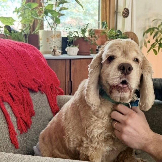 Joe Cocker, a Adoptable Cocker Spaniel in Fargo, ND image 3/3