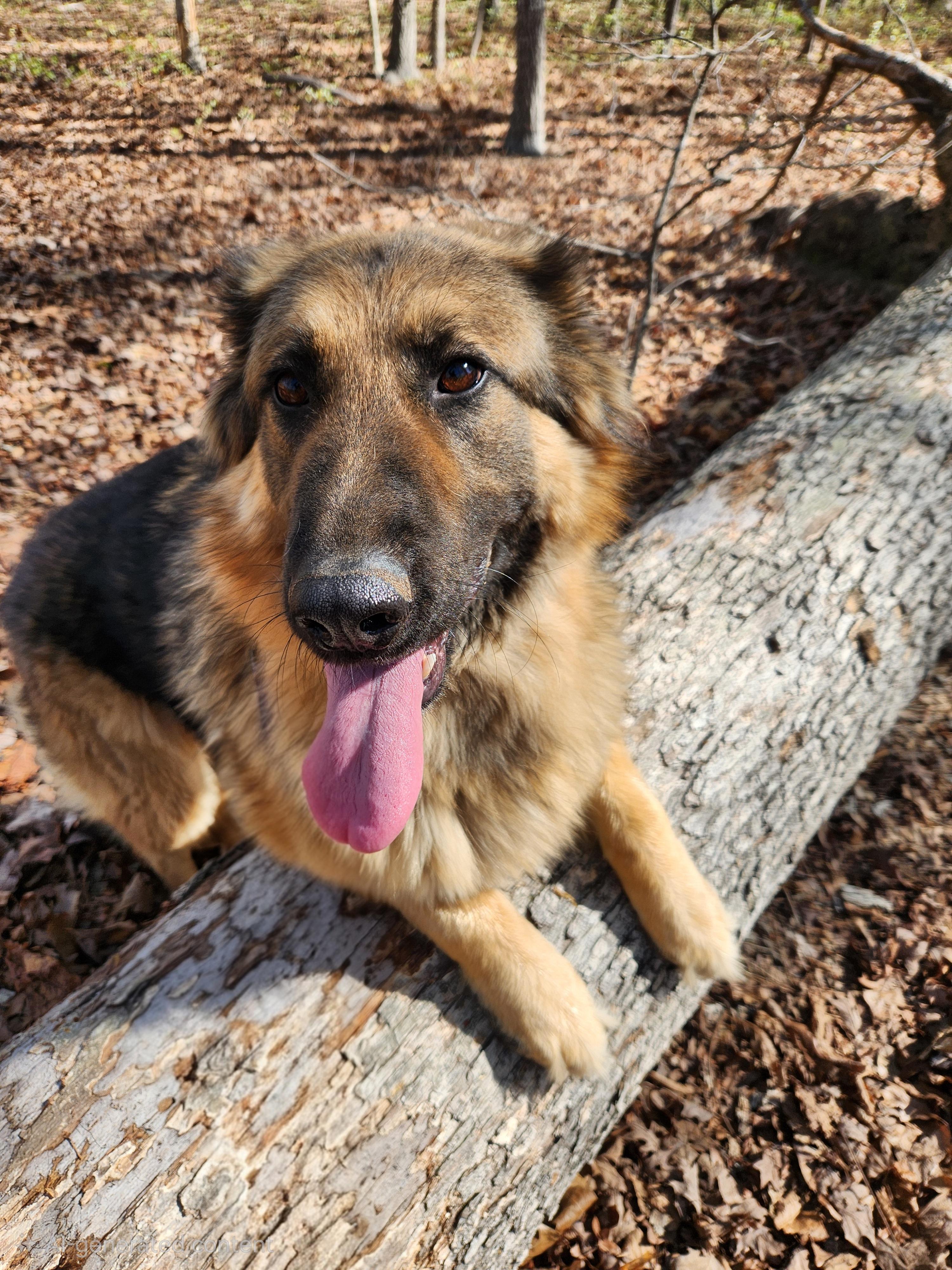 Enlarge Daisy, an adopted mixed breed in Pelzer, SC image 3/6