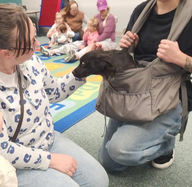 Enlarge Cora, a Adoptable mixed breed in Clovis, NM image 1/6