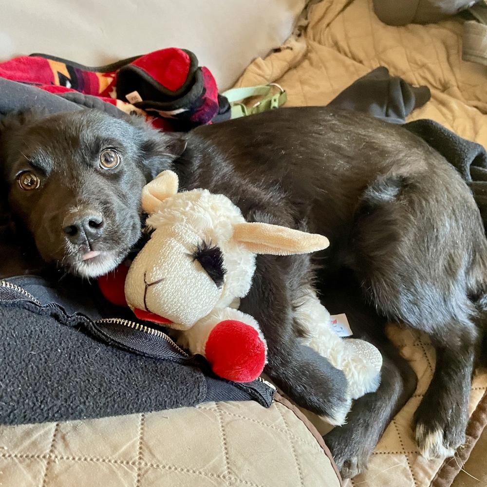 Enlarge Cora, a Adoptable mixed breed in Clovis, NM image 3/6