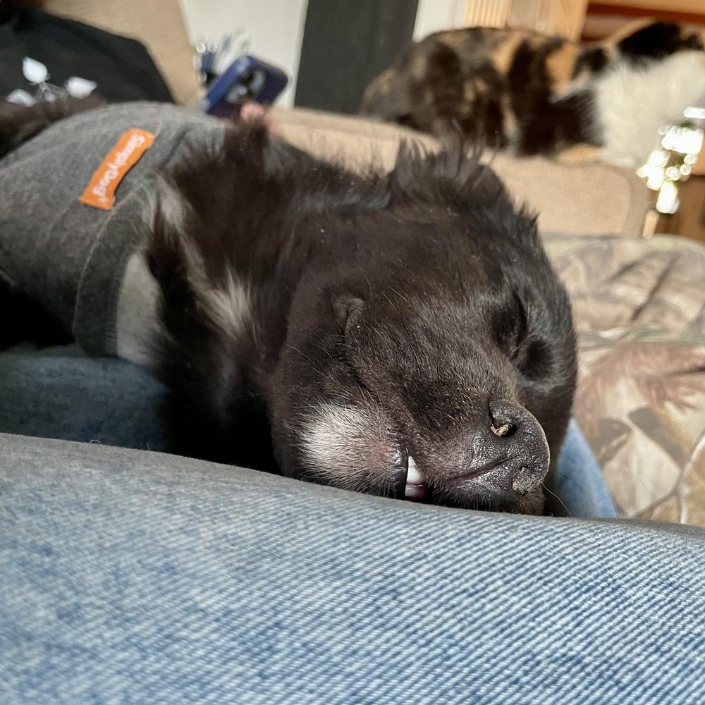 Enlarge Cora, a Adoptable mixed breed in Clovis, NM image 4/6