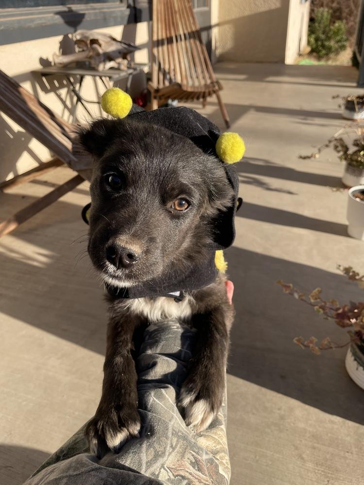 Enlarge Cora, a Adoptable mixed breed in Clovis, NM image 6/6