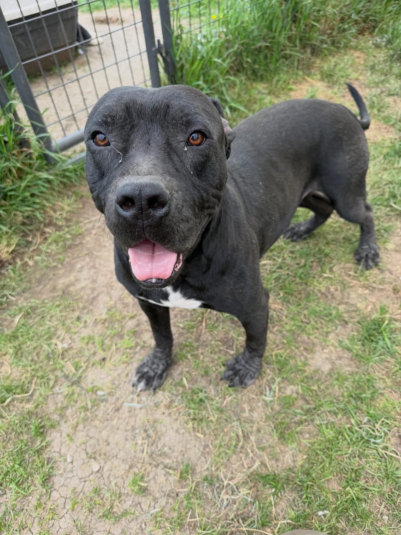 Rufus, ADOPTABLE, Adult Male Mixed Breed.