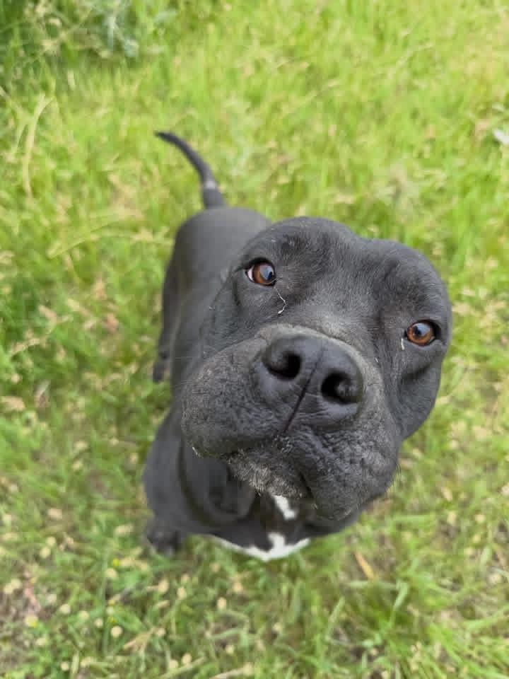 Rufus, a ADOPTABLE Mixed Breed in Wilsall, MT image 2/2