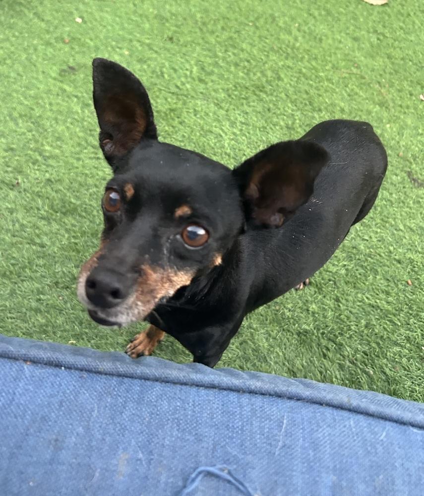 Enlarge Polly, a Adoptable mixed breed in San Diego, CA image 1/1