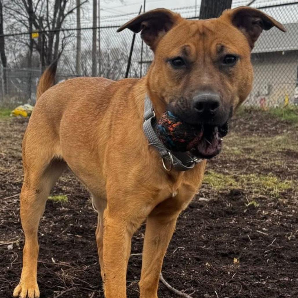 Enlarge Reba fka Donna, a Adoptable Mixed Breed in Prospect, KY image 1/3