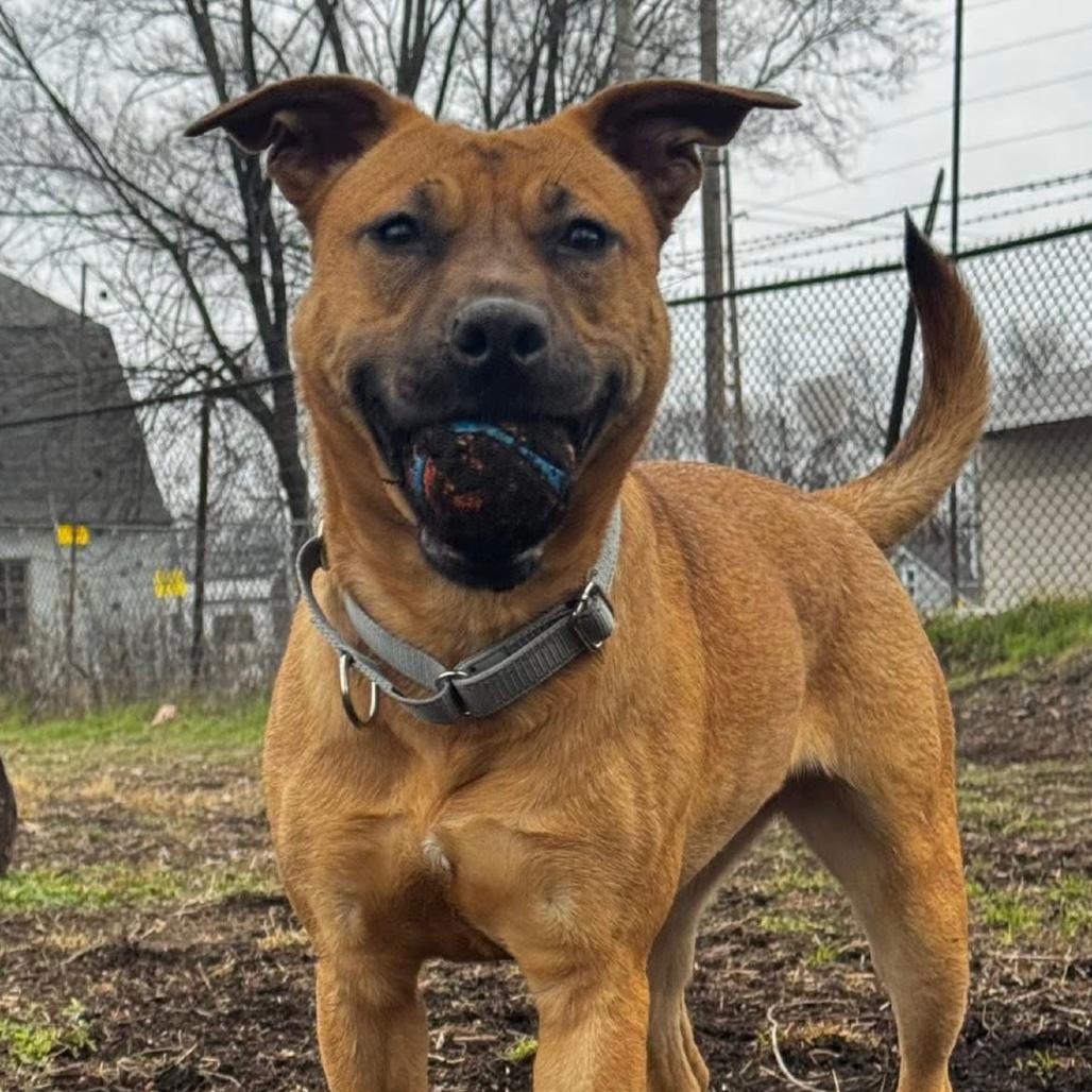 Enlarge Reba fka Donna, a Adoptable Mixed Breed in Prospect, KY image 2/3