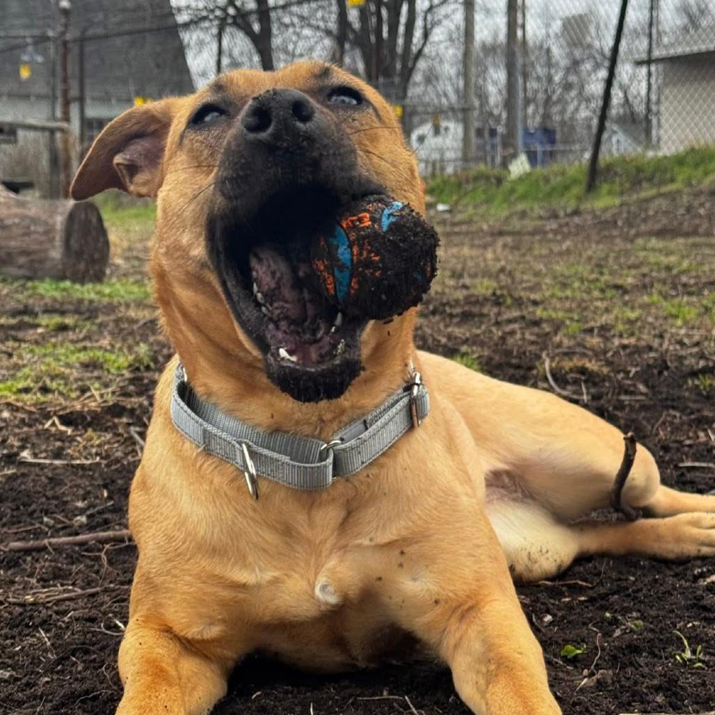 Enlarge Reba fka Donna, a Adoptable Mixed Breed in Prospect, KY image 3/3