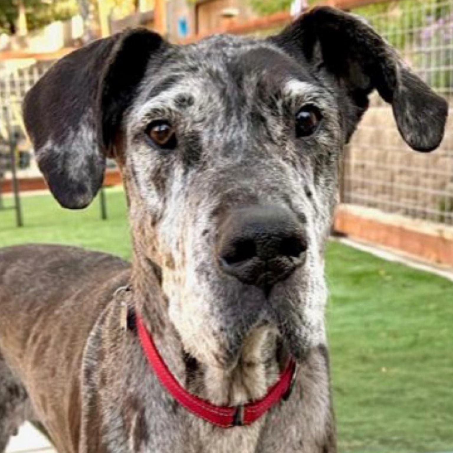 Basil, a Adoptable Great Dane in Citrus Heights, CA image 1/6