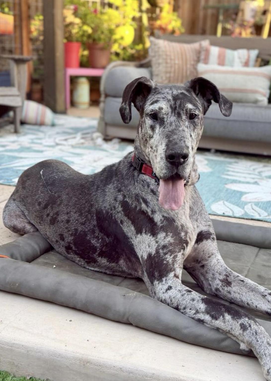 Enlarge Basil, a Adoptable Great Dane in Citrus Heights, CA image 5/6