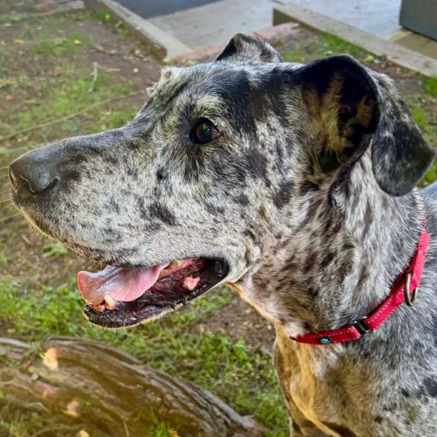 Basil, a Adoptable Great Dane in Citrus Heights, CA image 3/6