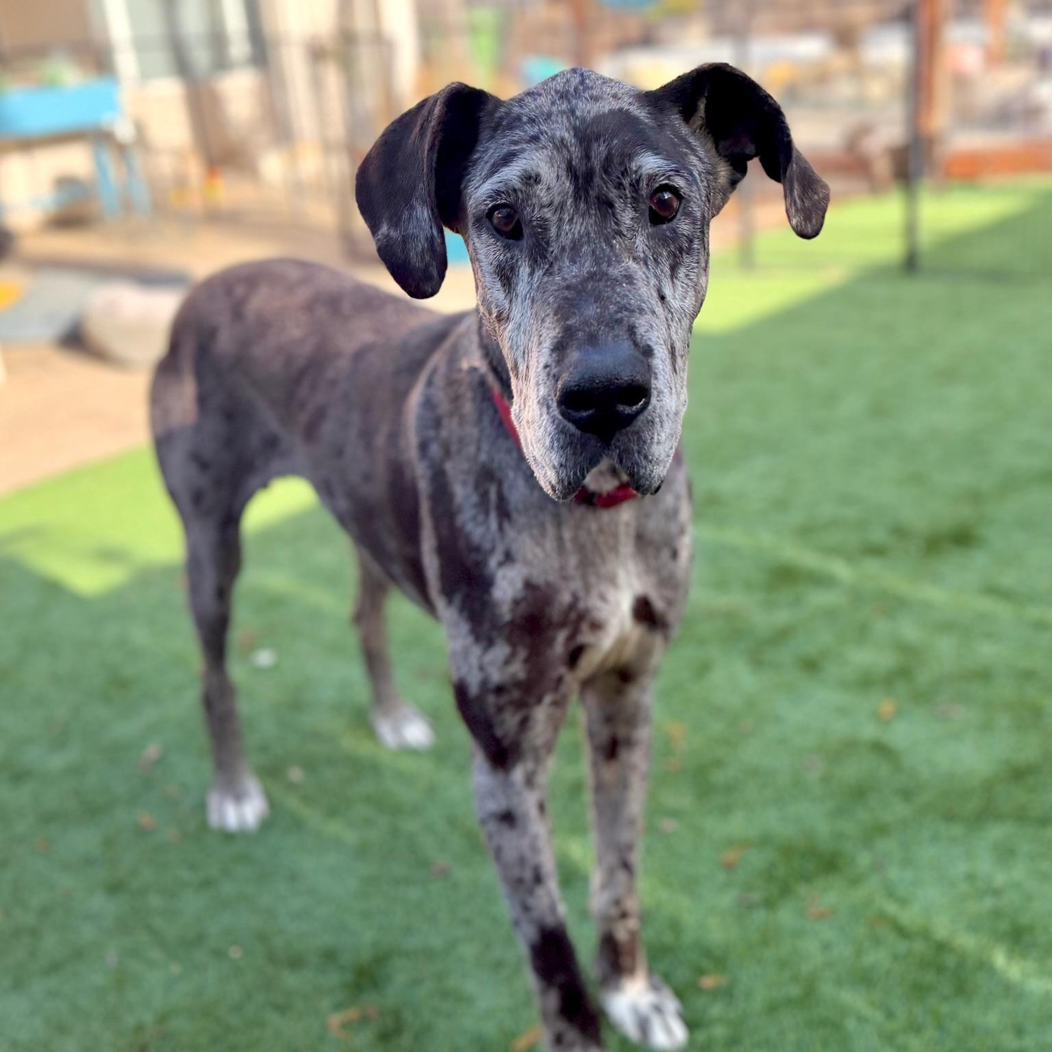 Basil, a Adoptable Great Dane in Citrus Heights, CA image 4/6
