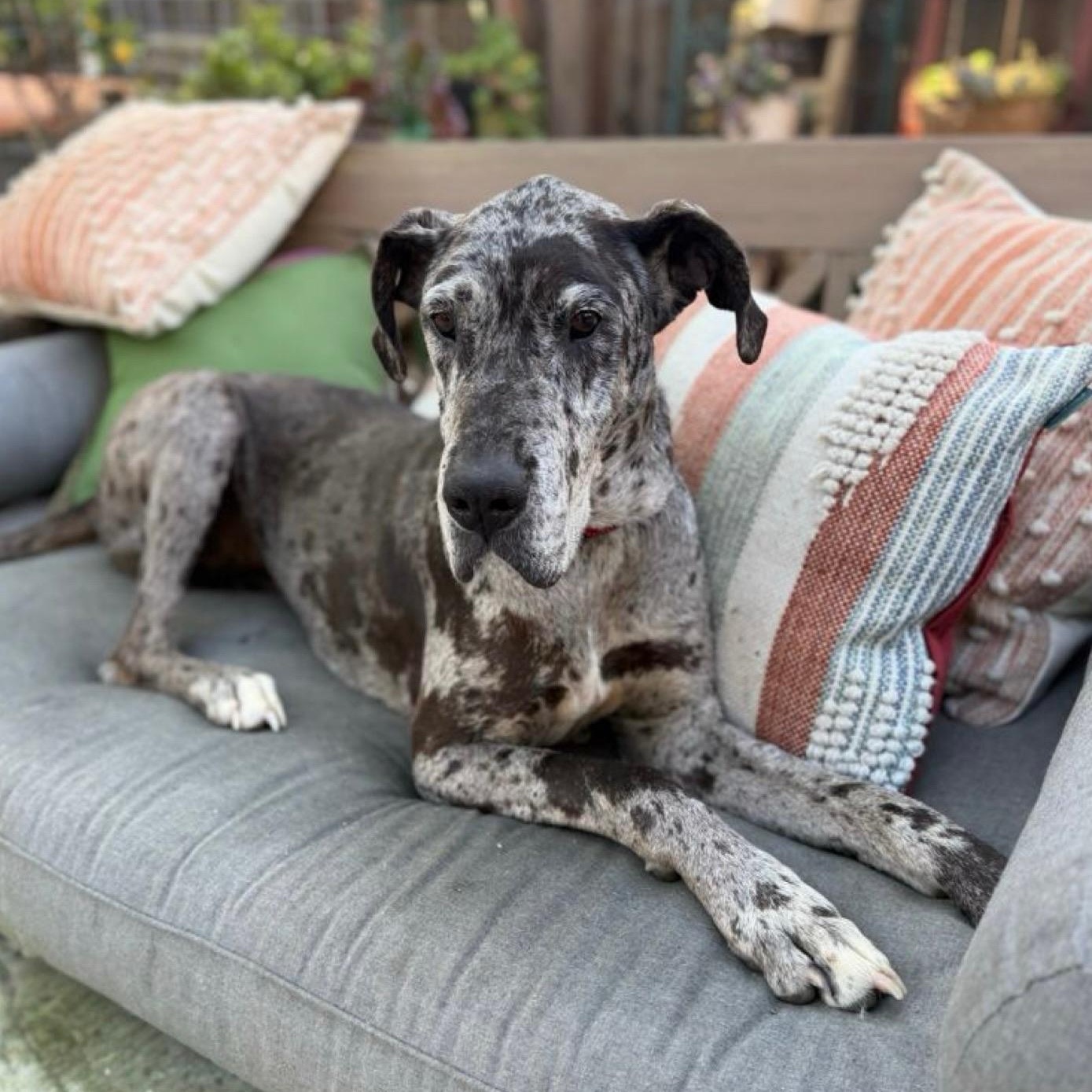 Basil, a Adoptable Great Dane in Citrus Heights, CA image 2/6