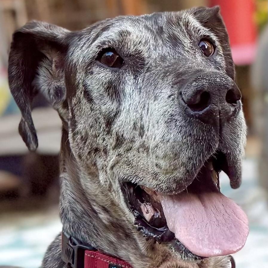 Enlarge Basil, a Adoptable Great Dane in Citrus Heights, CA image 1/6