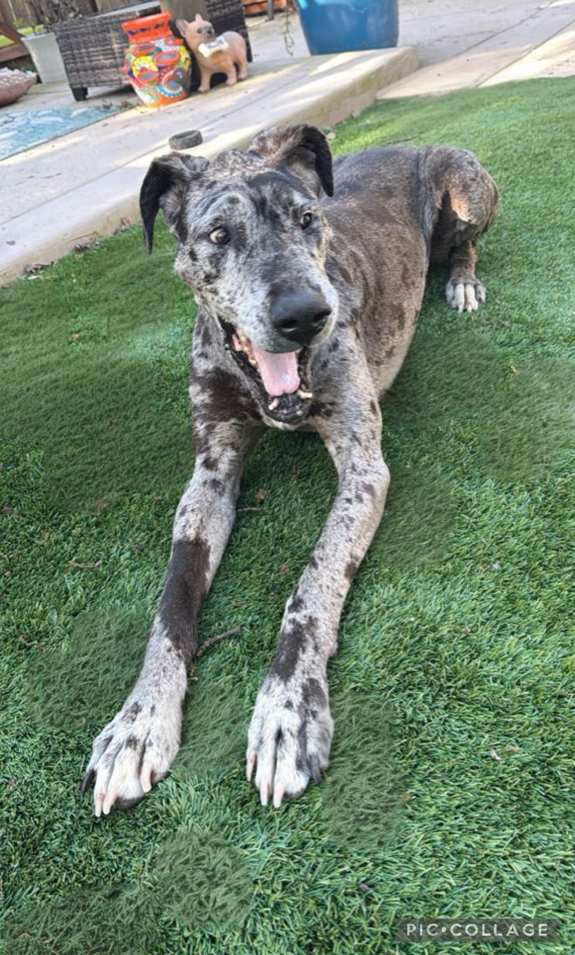 Basil, a Adoptable Great Dane in Citrus Heights, CA image 5/6