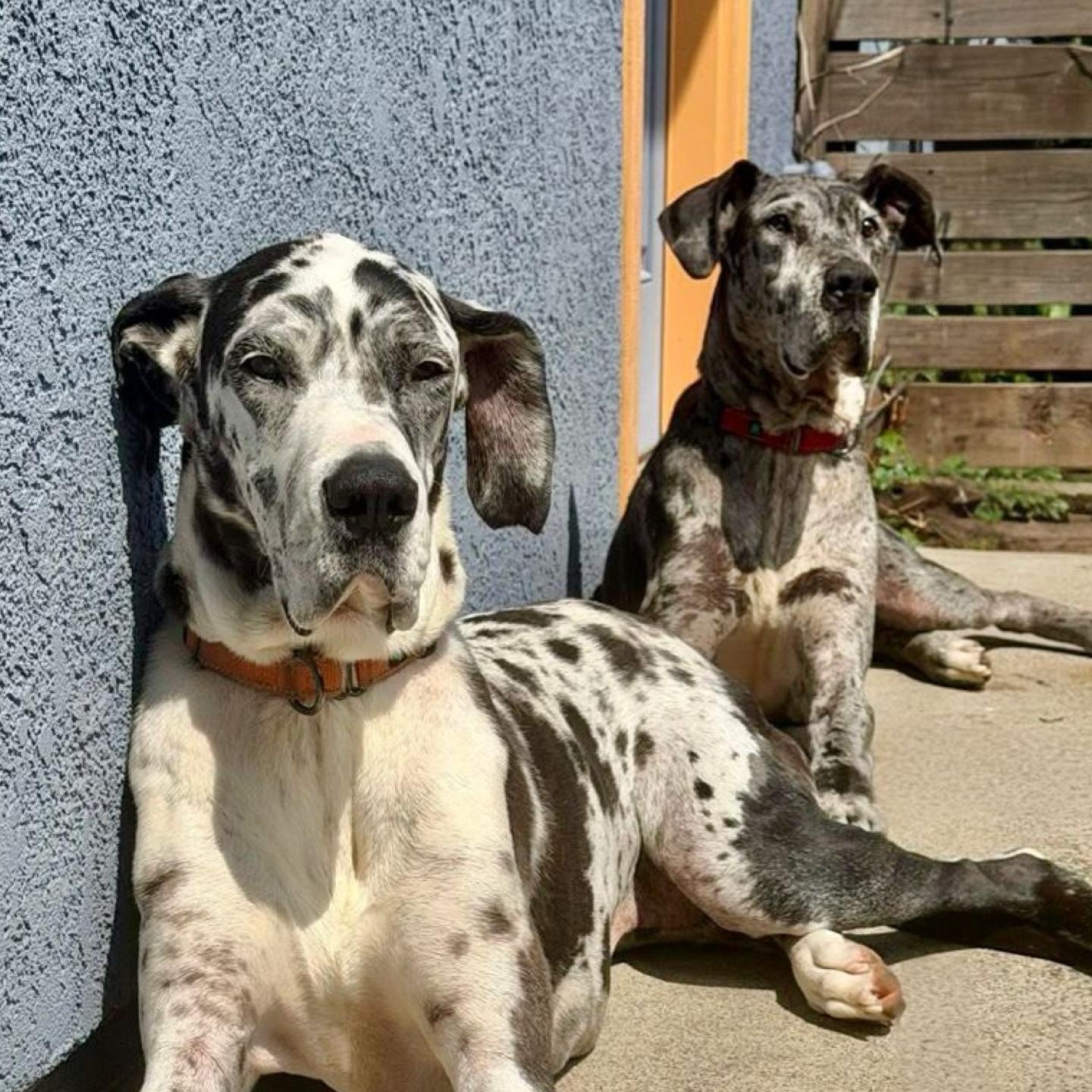 Basil, a Adoptable Great Dane in Citrus Heights, CA image 6/6