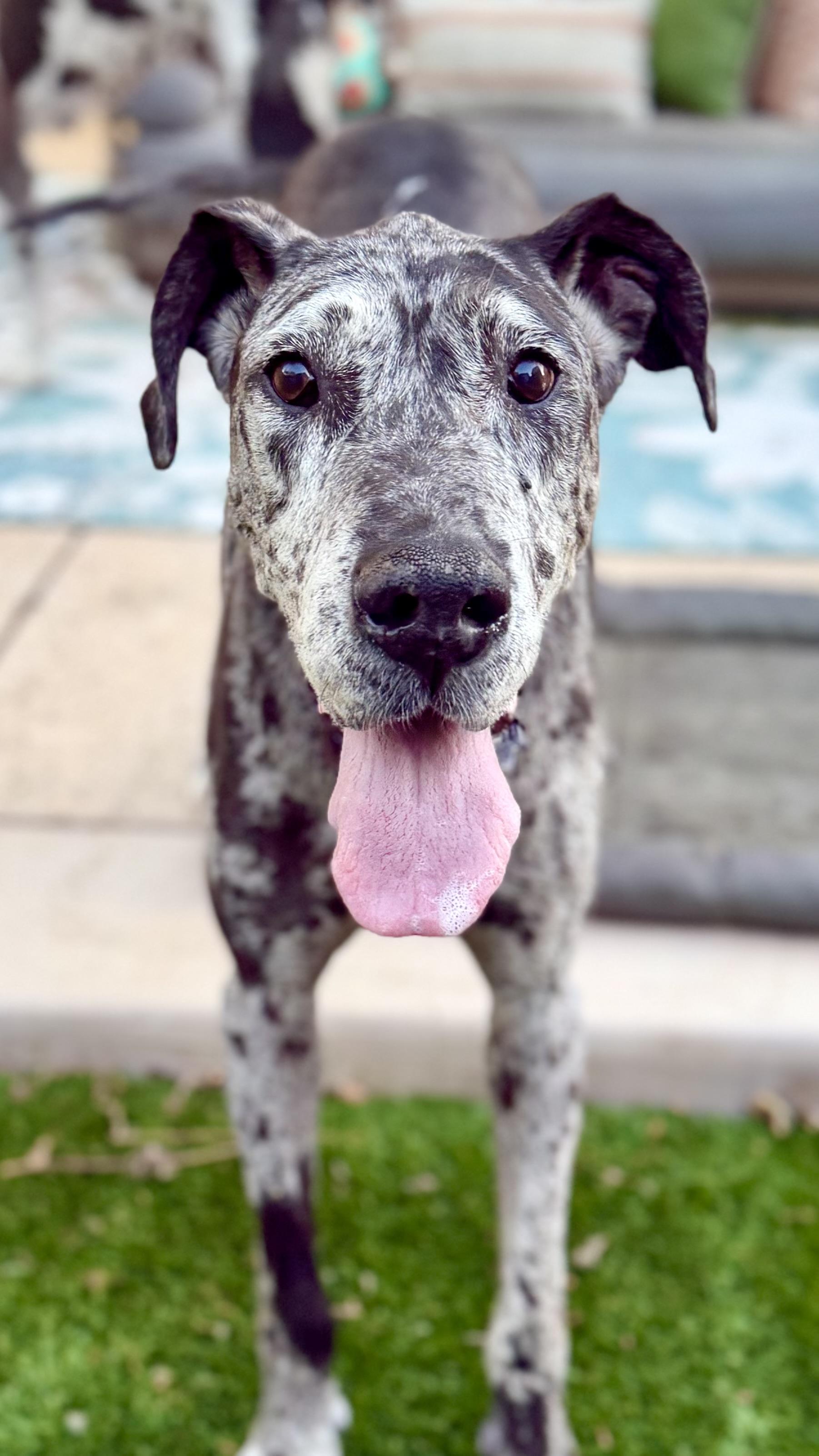 Enlarge Basil, a Adoptable Great Dane in Citrus Heights, CA image 6/6