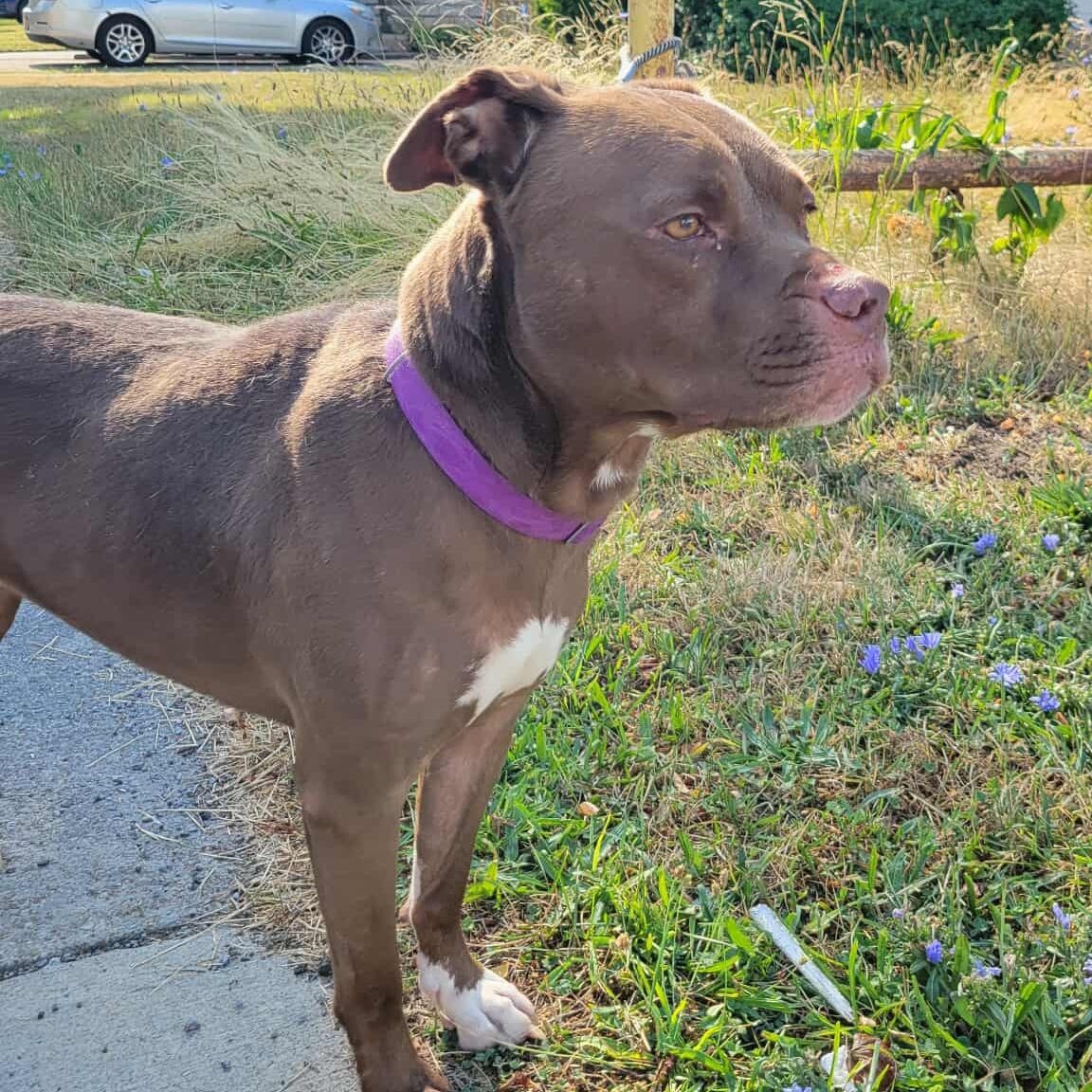 Enlarge Bonnie: Adopt or Forever Foster, a Adoptable mixed breed in Rochester, NY image 1/6