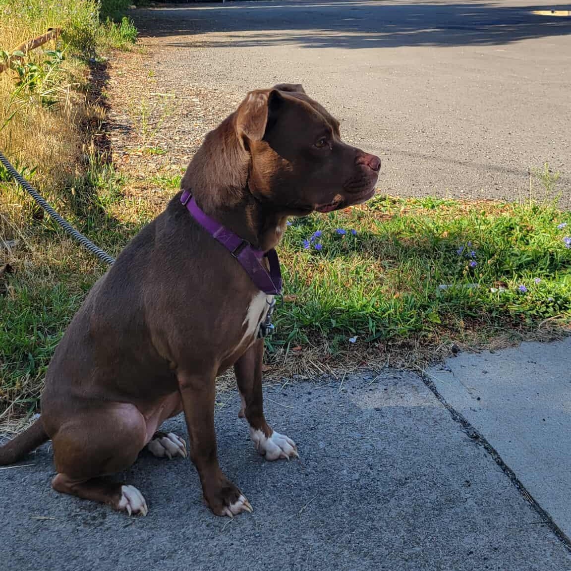 Enlarge Bonnie: Adopt or Forever Foster, a Adoptable mixed breed in Rochester, NY image 4/6